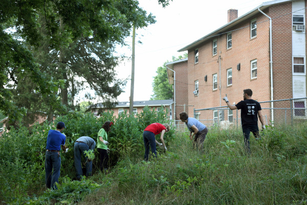 PSSI students work to clear invasive plants from Franklin Terrace.